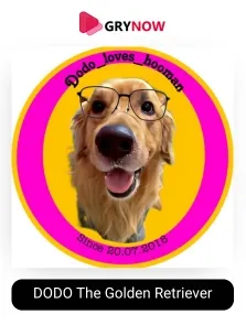 DODO The Golden Retriever