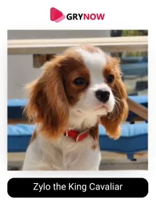 Zylo the King Cavaliar